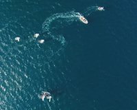 Nuevo - Villa - Cabo Roig