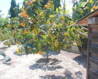 Resale - Finca Country Property - Dolores