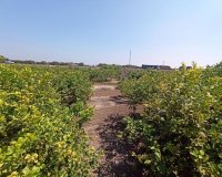 Resale - Finca Country Property - San Miguel De Salinas