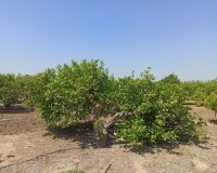 Resale - Finca Country Property - San Miguel De Salinas