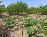 Resale - Finca Country Property - San Miguel De Salinas