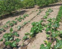 Resale - Finca Country Property - San Miguel De Salinas