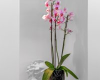 Resale - Villa - Guardamar - Guardamar del Segura