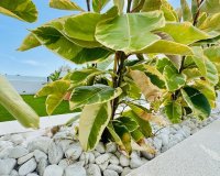 Reventa - Adosado - Torrevieja - La Veleta