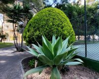 Reventa - Apartamento - Dehesa de Campoamor