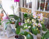 Reventa - Finca Country Property - Alicante - Dolores