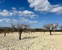Reventa - Parcela - Bullas - Costa Cálida