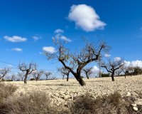 Reventa - Parcela - Bullas - Costa Cálida