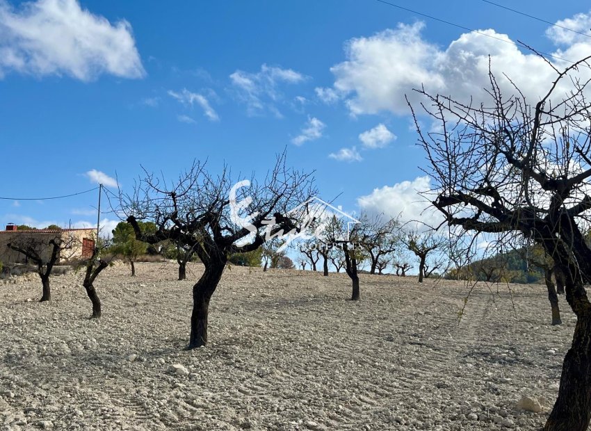 Reventa - Parcela - Bullas - Costa Cálida