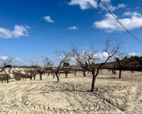 Reventa - Parcela - Bullas - Costa Cálida