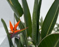 Reventa - Villa - Torrevieja  - Los Balcones