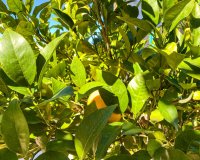 Вторичное жилье - Вилла - Ла Зения