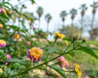 Вторичное жилье - Вилла - Лос Альтос