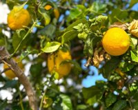 Вторичное жилье - Вилла - Orihuela-Costa - Вилламартин