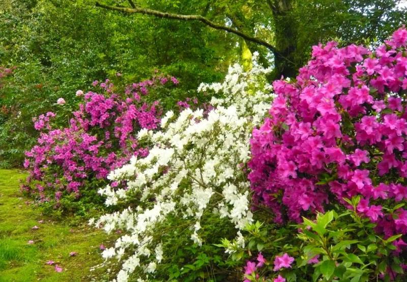 Garden care tips for your Costa Blanca home