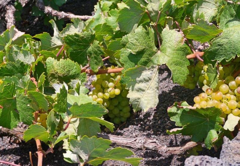 ​La uva Moscatel de Alejandría, un tesoro que perdura en la Costa Blanca