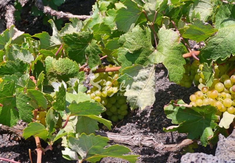 Мускат Александрийский - тайное сокровище Коста-Бланка