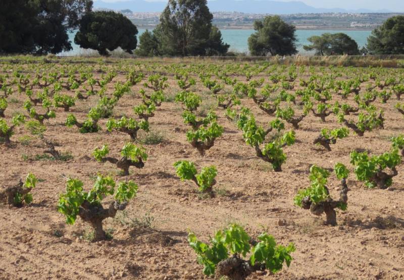 ​Free guided walks in the natural park of Torrevieja, Costa Blanca, Spain