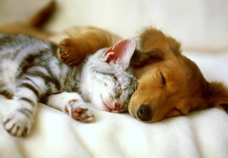 Open Door Day at Torrevieja Animal Shelter