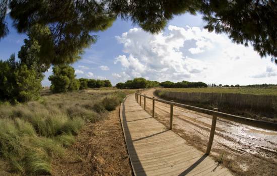 Torrevieja plants 200 trees in one day