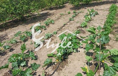 Вторичное жилье - Finca Country Property - Сан Мигель де Салинас - San Miguel De Salinas